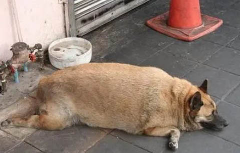狗狗出门回来后怎么擦爪子