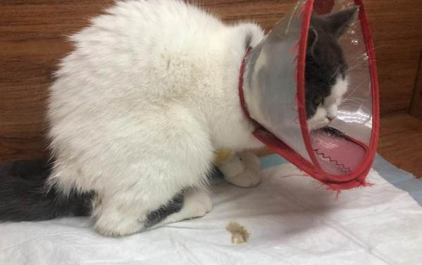 小猫快不行了仰脖子是什么原因