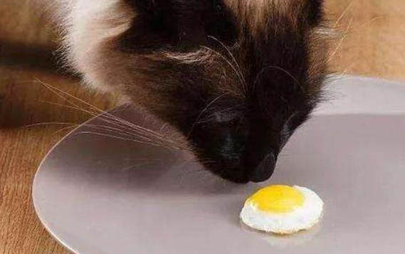 猫咪不爱吃饭是什么原因