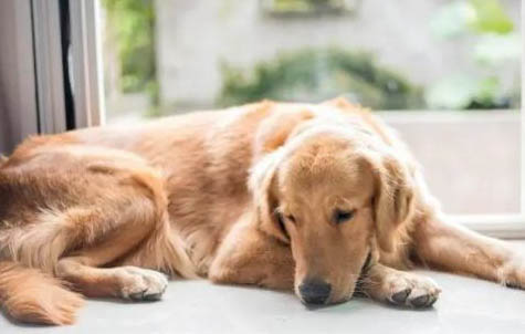 宠物犬有哪些品种
