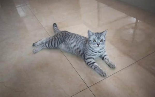 猫咪洗完澡没吹干怎么办