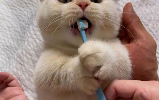 猫咪可以喝温水吗?