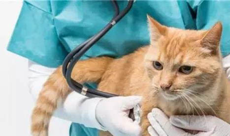 猫咪肚子一抽一抽
