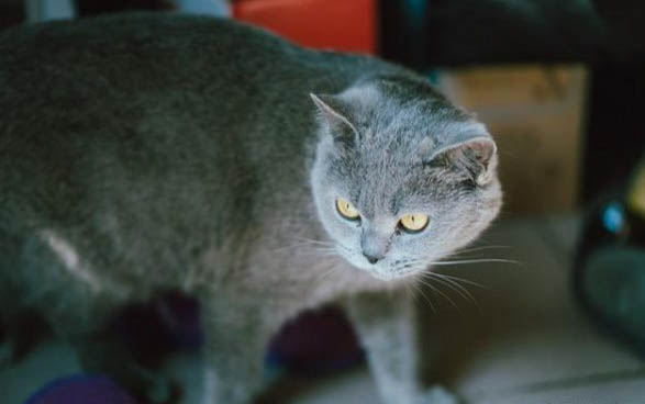 猫咪吃了几口猫粮就刨地怎么回事