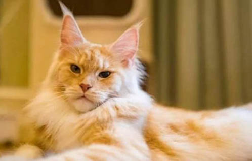猫喜欢抓老鼠吃是因为老鼠体内含有一种什么物质吗