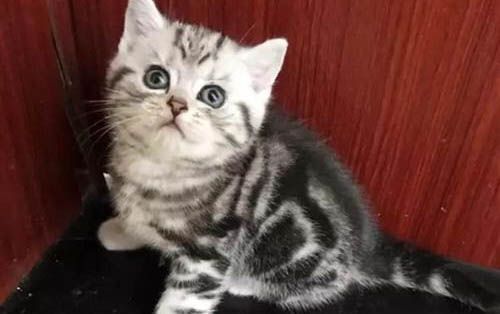 猫咪夏天吹空调会感冒吗