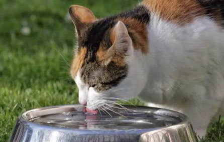 猫呼吸有呼噜声是什么原因