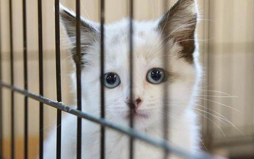 猫咪发情会瘦吗?