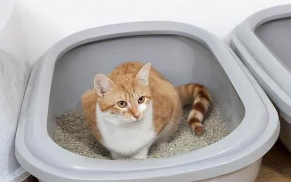 请问猫咪呕吐的原因及处理方法