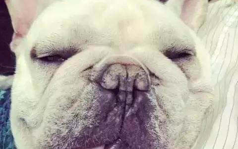 英国斗牛犬手术伤口多久恢复