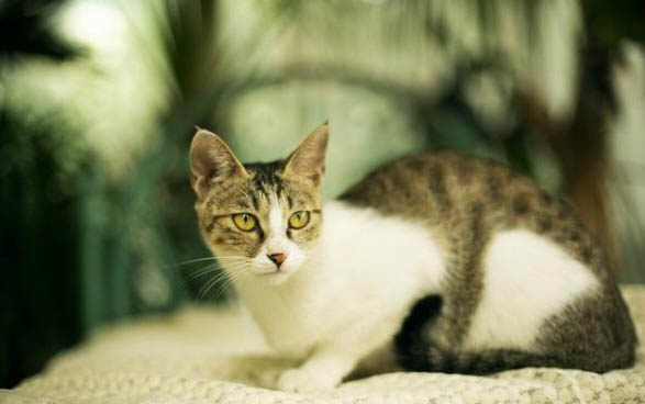 母猫生完小猫怎么补充营养啊？