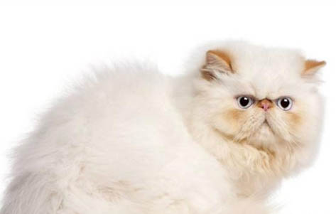 猫咪带项圈好吗