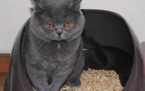 猫咪上吐下泻后多久可以正常吃饭