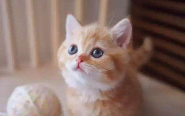 造成猫咪眼屎多的原因