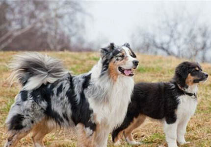 澳大利亚牧羊犬老掉毛的原因及处理方法