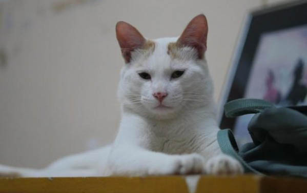 请问猫咪呕吐的原因及处理方法？