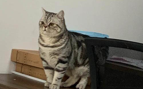暹罗猫离开主人真的会抑郁吗