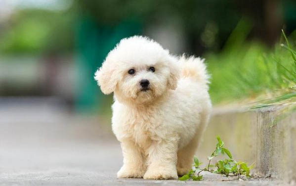 狗狗有弓形虫疫苗吗