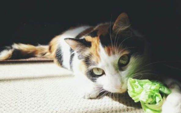 猫咪牙龈出血是口炎不