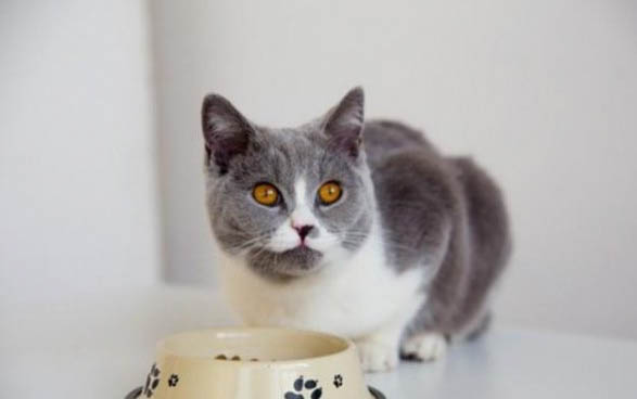 猫咪口炎能活多久啊