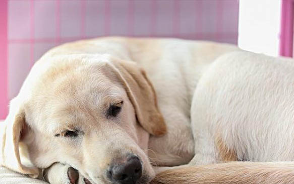 狗狗打完狂犬疫苗多久能出门?