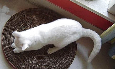 猫咪哮喘症状图片