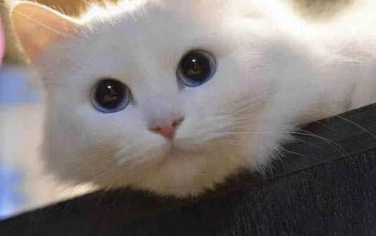 猫咪指甲黑色污垢还不让碰