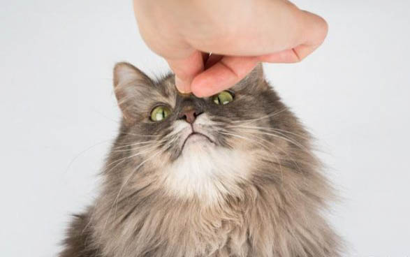 猫咪能闻烟味吗