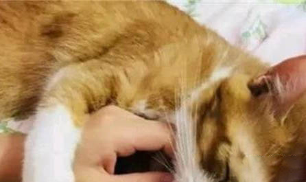 猫吐舌头一定是传腹吗