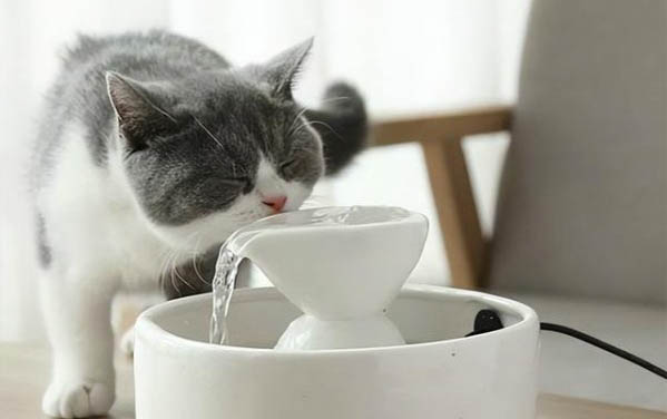 猫咪拉稀呕吐发烧的原因有哪些