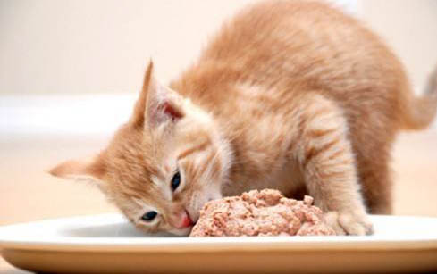 猫咪发情了要怎么办?