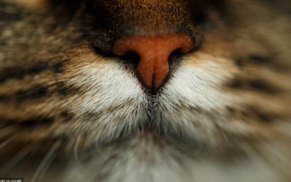 猫一年相当于人几岁