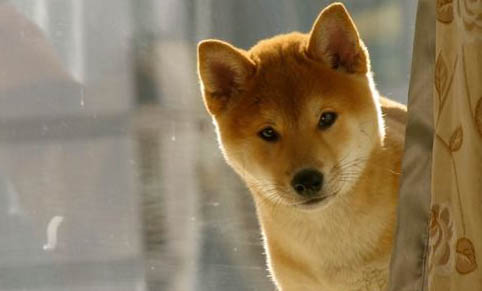 怎么分辨柴犬幼犬