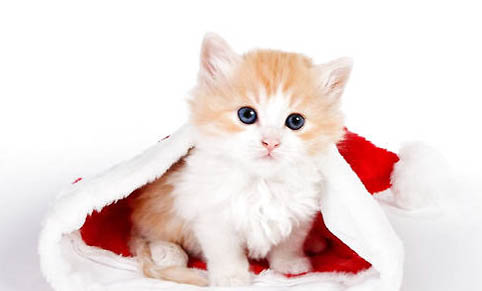 猫猫为什么总是屁股对着我?
