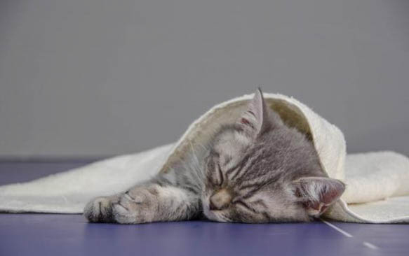 请问猫咪呕吐的原因及处理方法?