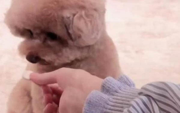 泰迪狗髌骨脱位最严重是什么现象