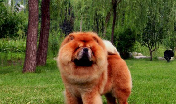 松狮犬和哈士奇哪个好养