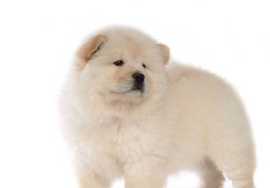 松狮犬有狂犬病毒能活多久
