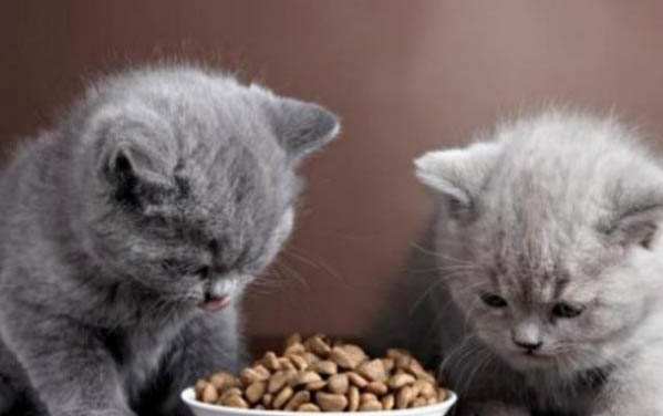 小猫拉灰色水泥便便