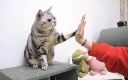 怎样训练小猫大小便