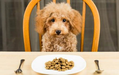 冠能成犬狗粮如何购买
