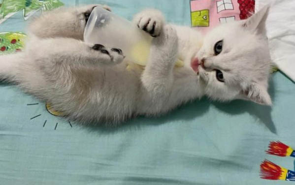 猫吃人的维生素b剂量是多少