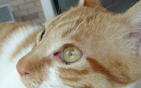 小猫咪便血怎么回事