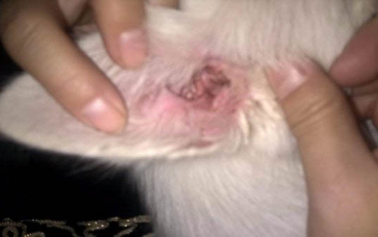 狗狗肝脏受损会死亡吗