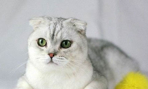 猫咪太热了会怎么样