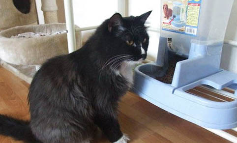 猫咪毛囊炎会发抖吗