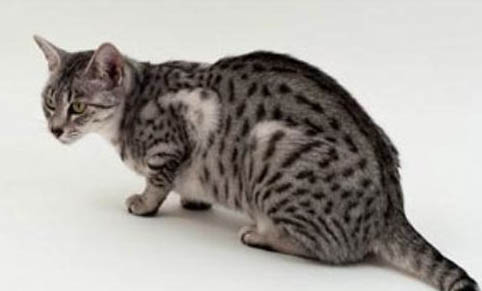 猫尿道口有白色分泌物