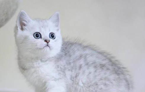猫怎么测量体温
