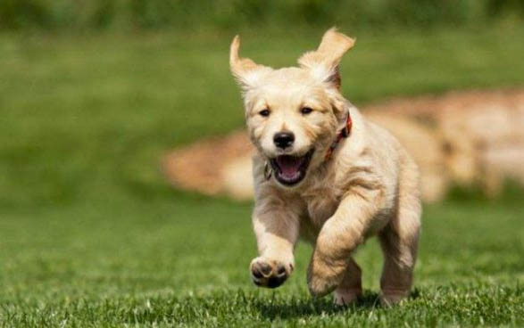 犬细小痊愈后会携带病毒多久?