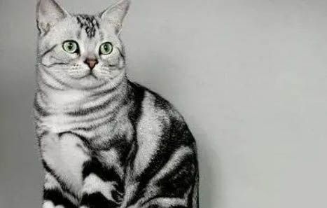 猫咪母鸡蹲是得了猫传腹吗